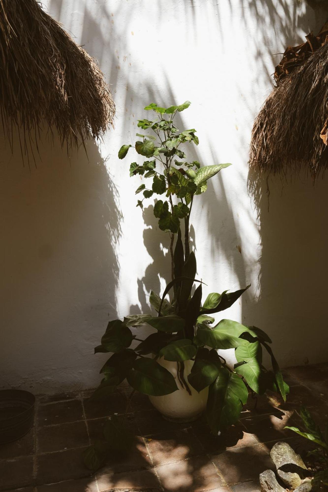 Hotel Casa Violeta Tulum